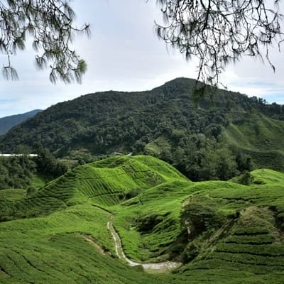 Cameron Highlands